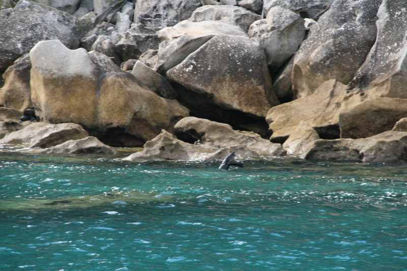 Nieuw-Zeeland 2011 - 1003